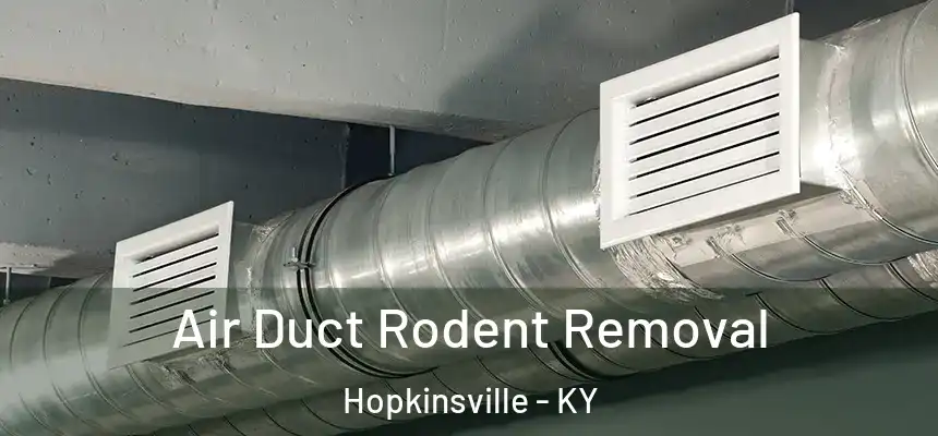  Air Duct Rodent Removal Hopkinsville - KY