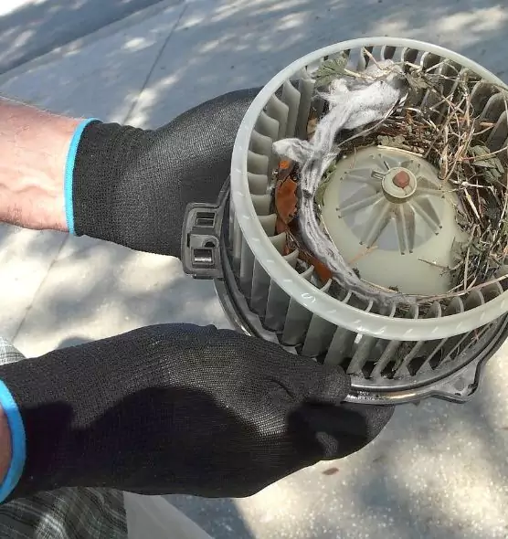 About Air Duct Mice Removal in Hopkinsville, KY